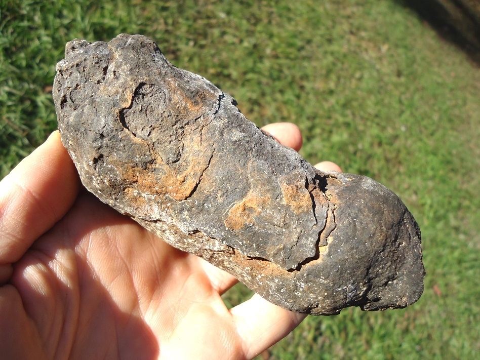 Large image 2 Absolutely Massive Coprolite