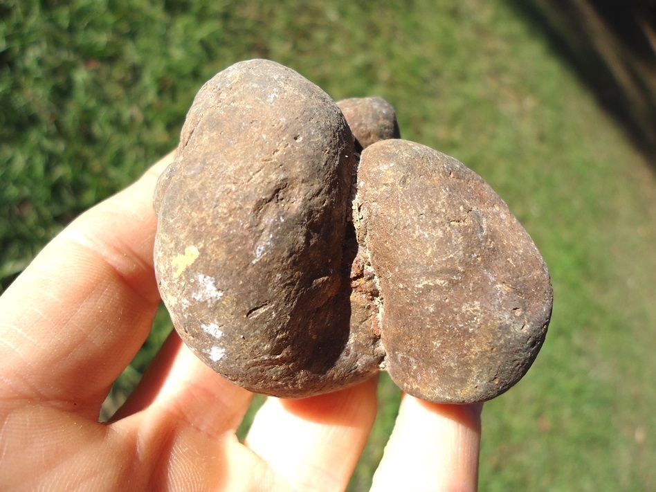 Large image 2 Super Detailed Coprolite