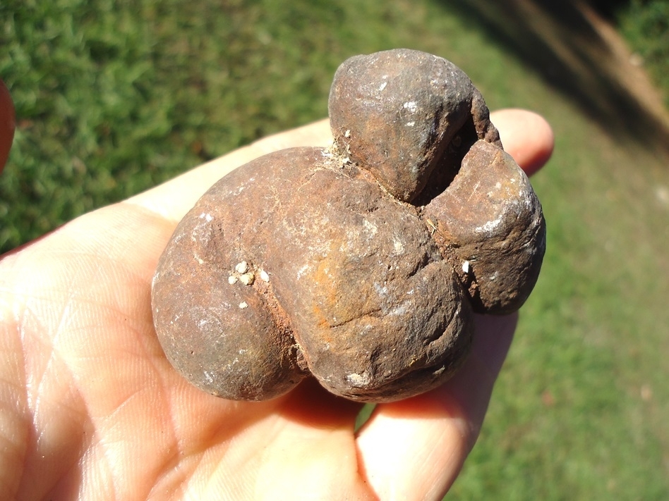 Large image 4 Super Detailed Coprolite