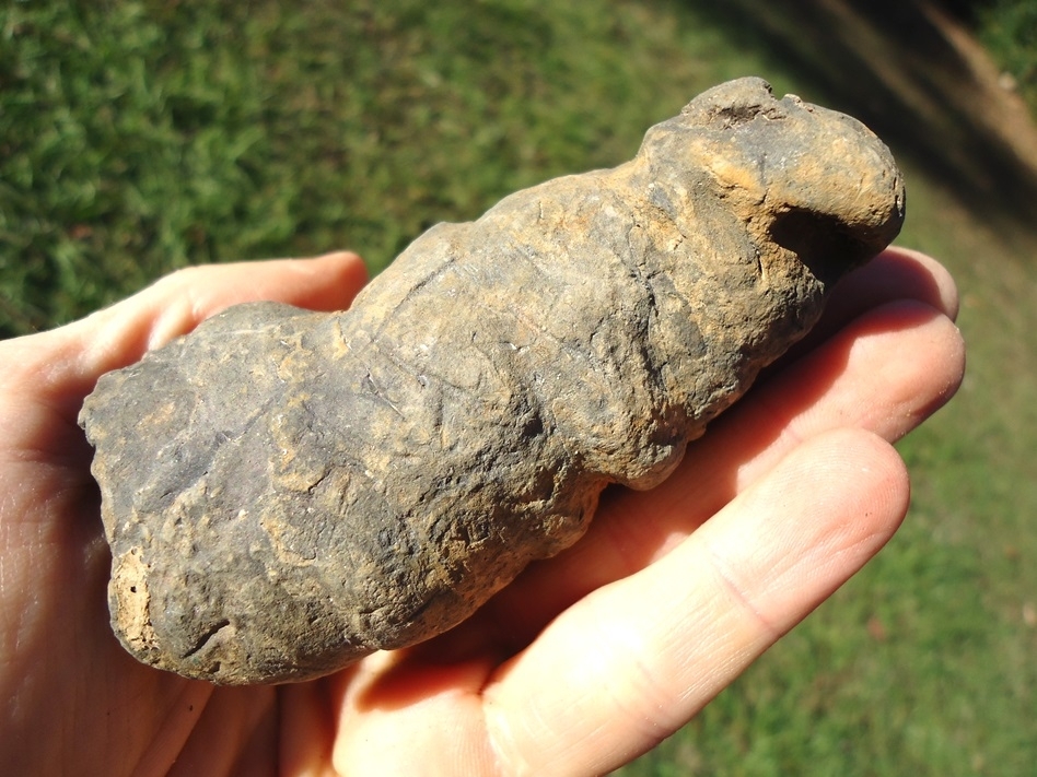 Large image 3 Super Rippled Coprolite