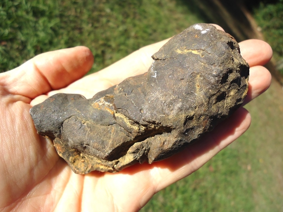 Large image 2 Nice Quality Coprolite