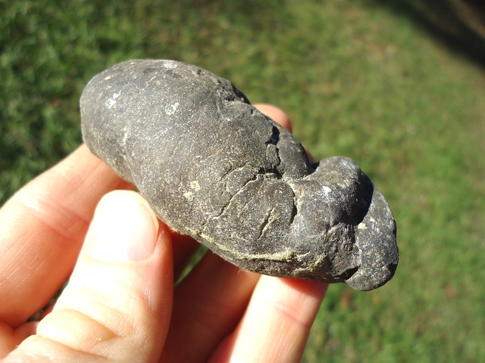 Large image 2 Well Detailed Coprolite