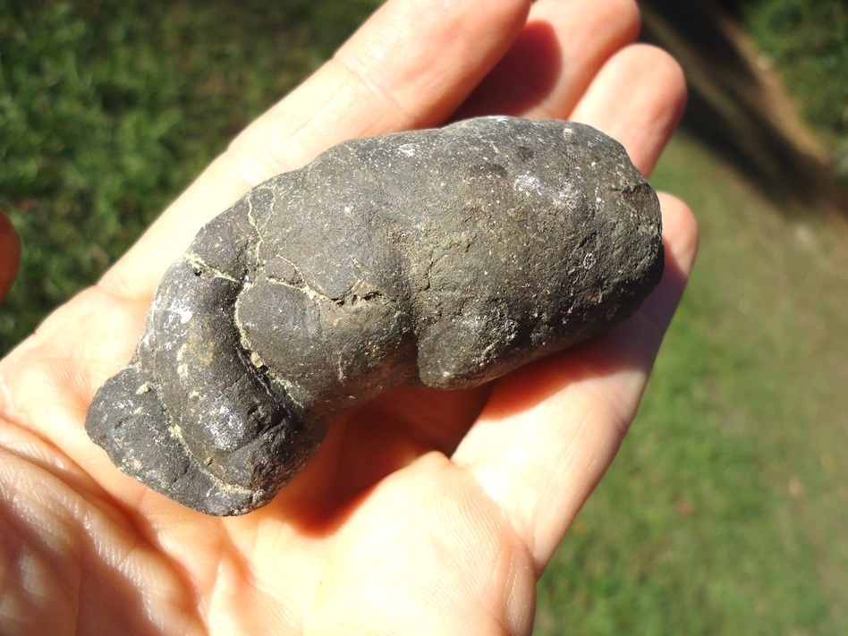 Large image 3 Well Detailed Coprolite