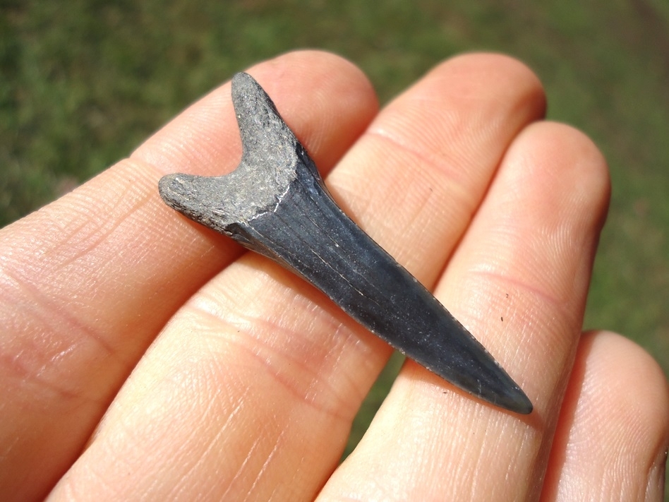 Large image 1 Rare Cretaceous Goblin Shark Tooth