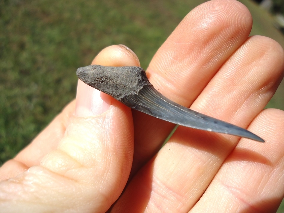 Large image 2 Rare Cretaceous Goblin Shark Tooth