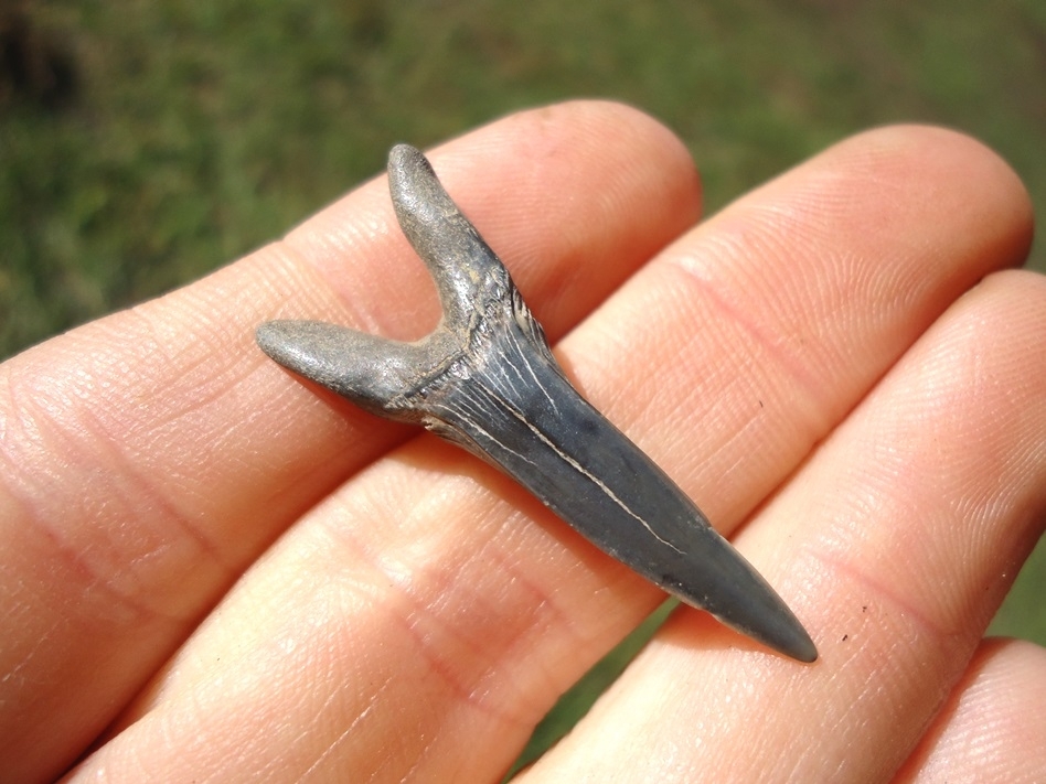 Large image 1 Rare Cretaceous Goblin Shark Tooth