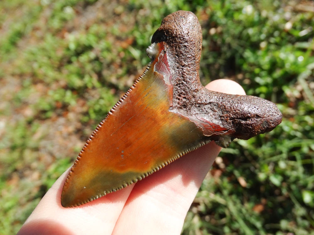 The Most Colorful Auriculatus Tooth Ever