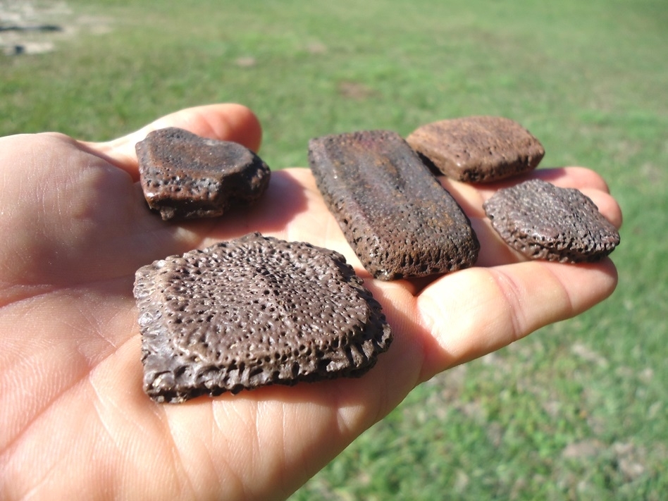 Large image 1 Five Choice Giant Armadillo Scutes