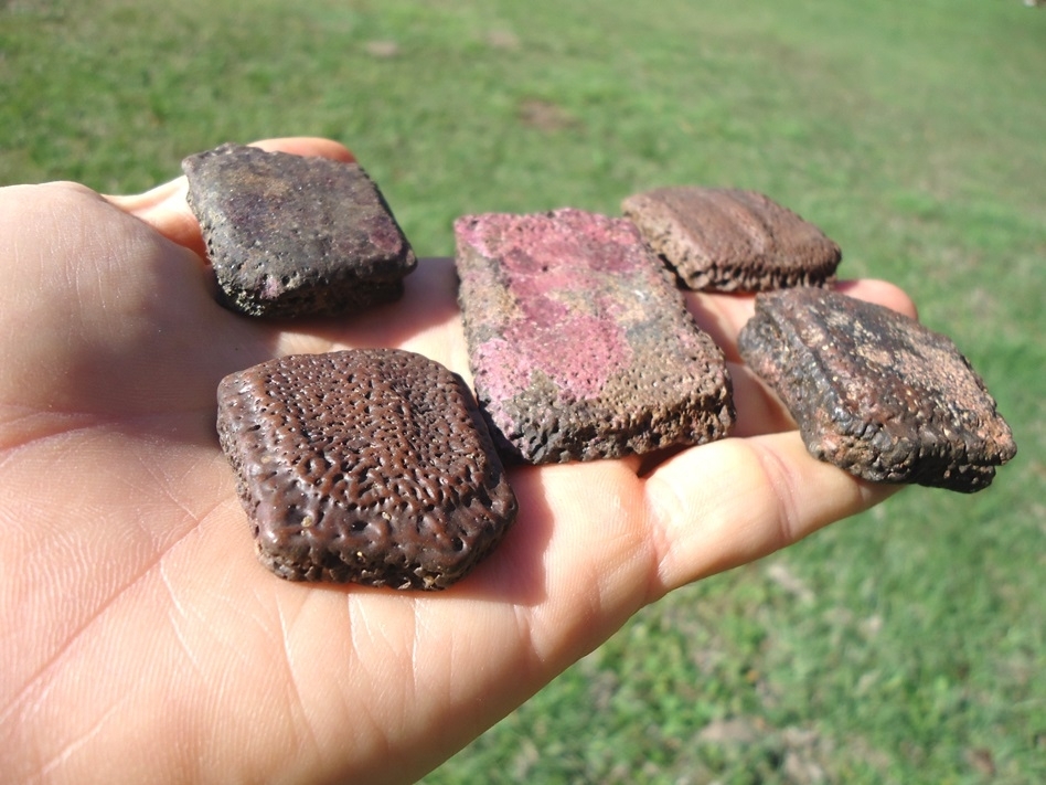 Large image 1 Five Choice Giant Armadillo Scutes