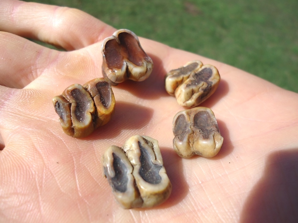 Large image 2 Five Colorful Manatee Teeth