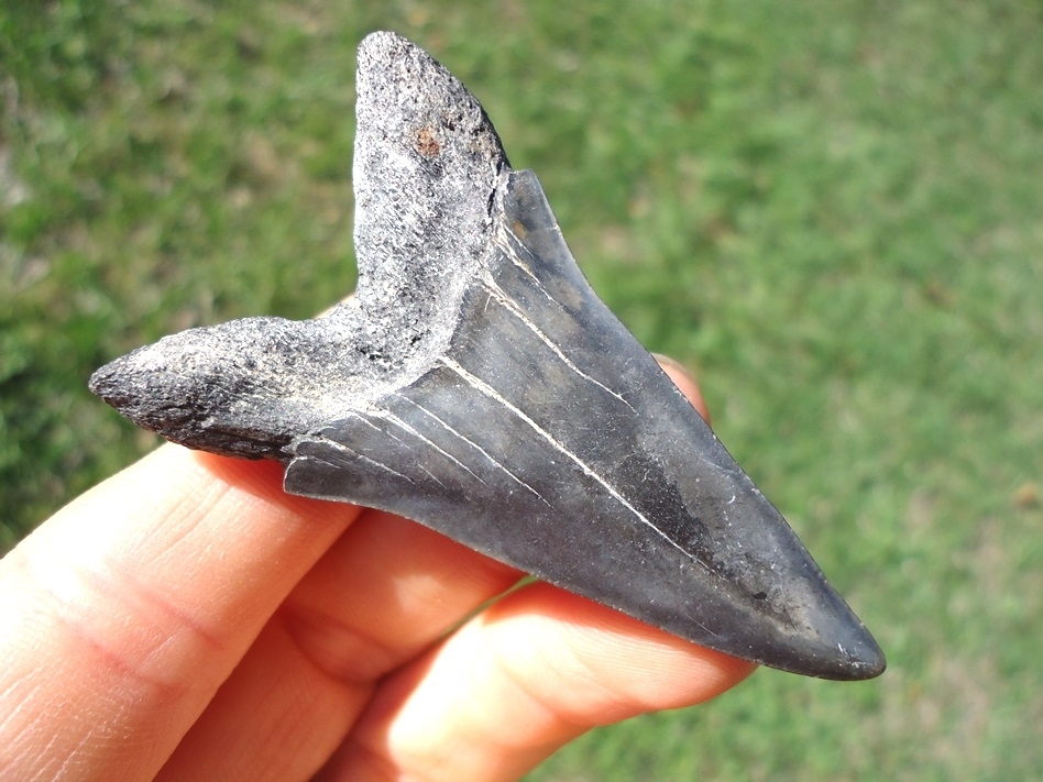 Large image 1 Nice Lower Hastalis Shark Tooth