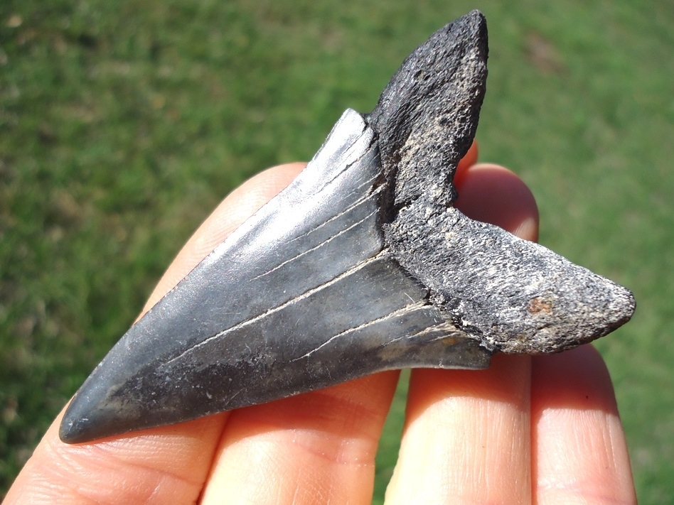 Large image 3 Nice Lower Hastalis Shark Tooth