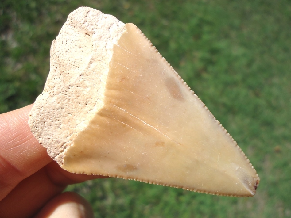 Large image 1 Large 2.38' Blonde Great White Shark Tooth