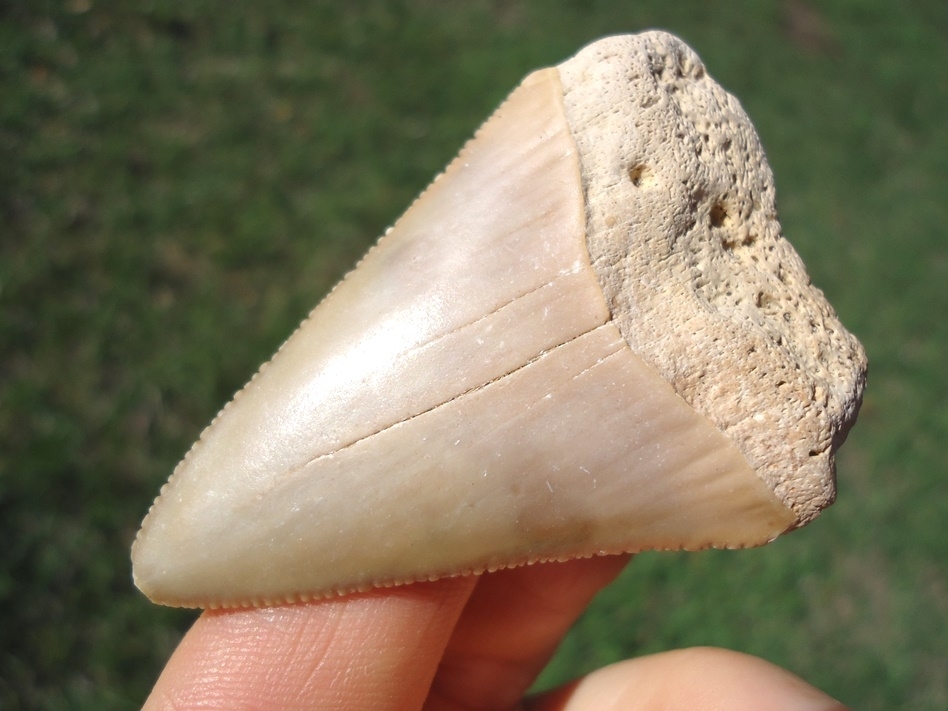 Large image 2 Large 2.38' Blonde Great White Shark Tooth