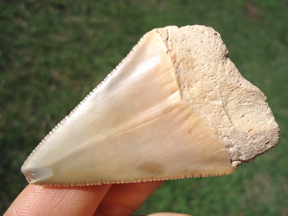 Large image 3 Large 2.38' Blonde Great White Shark Tooth