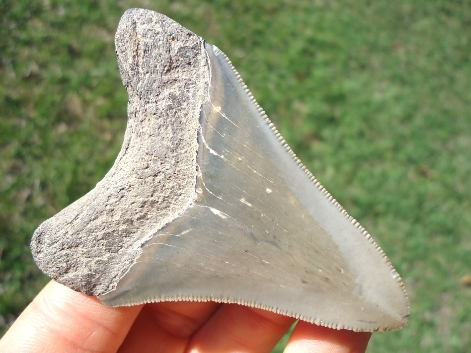 Large image 1 Nice 2.81' Megalodon Shark Tooth
