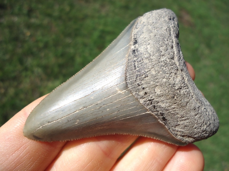 Large image 2 Nice 2.81' Megalodon Shark Tooth