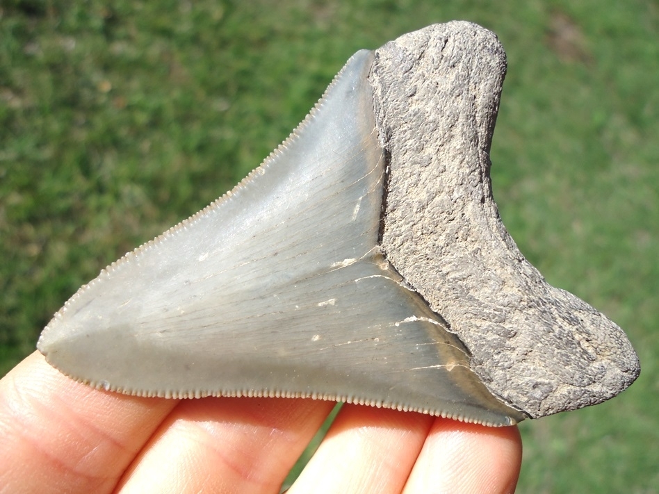 Large image 3 Nice 2.81' Megalodon Shark Tooth