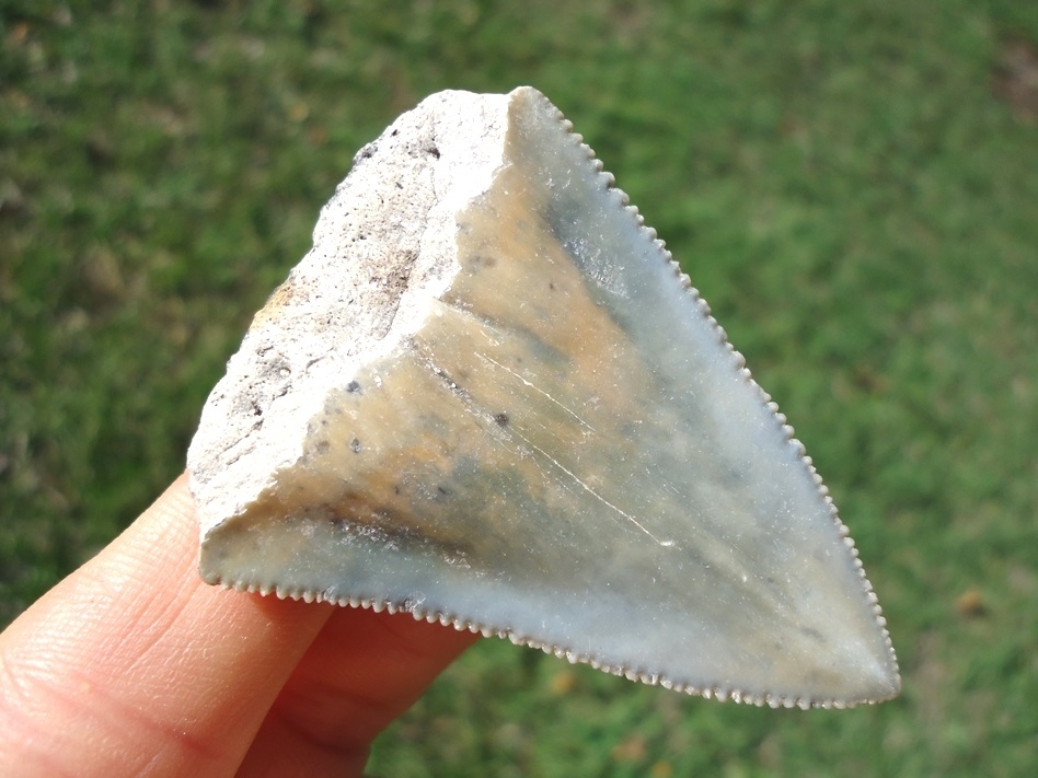 Large image 1 Beautifully Colorful Great White Shark Tooth