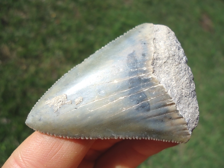 Large image 2 Beautifully Colorful Great White Shark Tooth