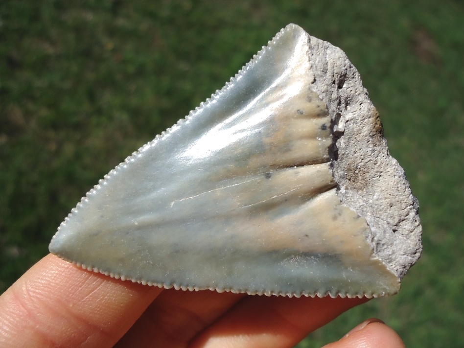 Large image 3 Beautifully Colorful Great White Shark Tooth