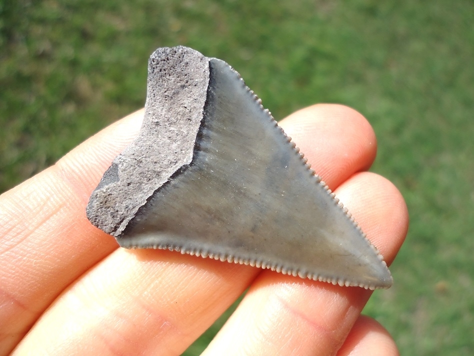 Large image 1 Sweet Little Great White Shark Tooth