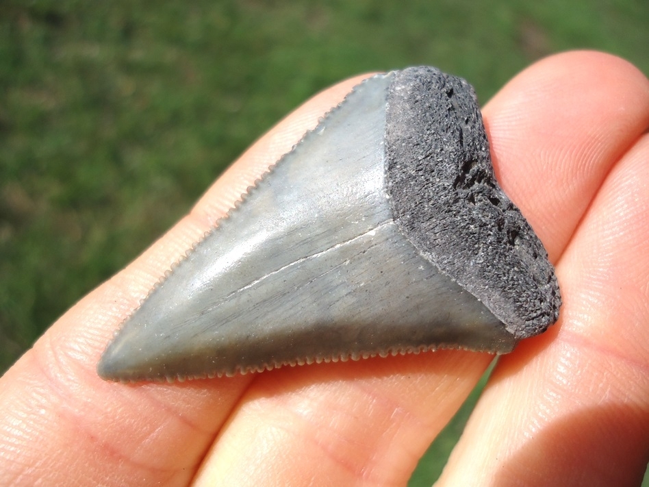 Large image 2 Sweet Little Great White Shark Tooth
