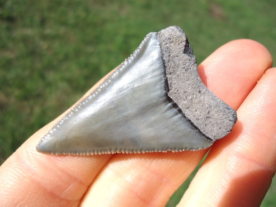 Large image 3 Sweet Little Great White Shark Tooth