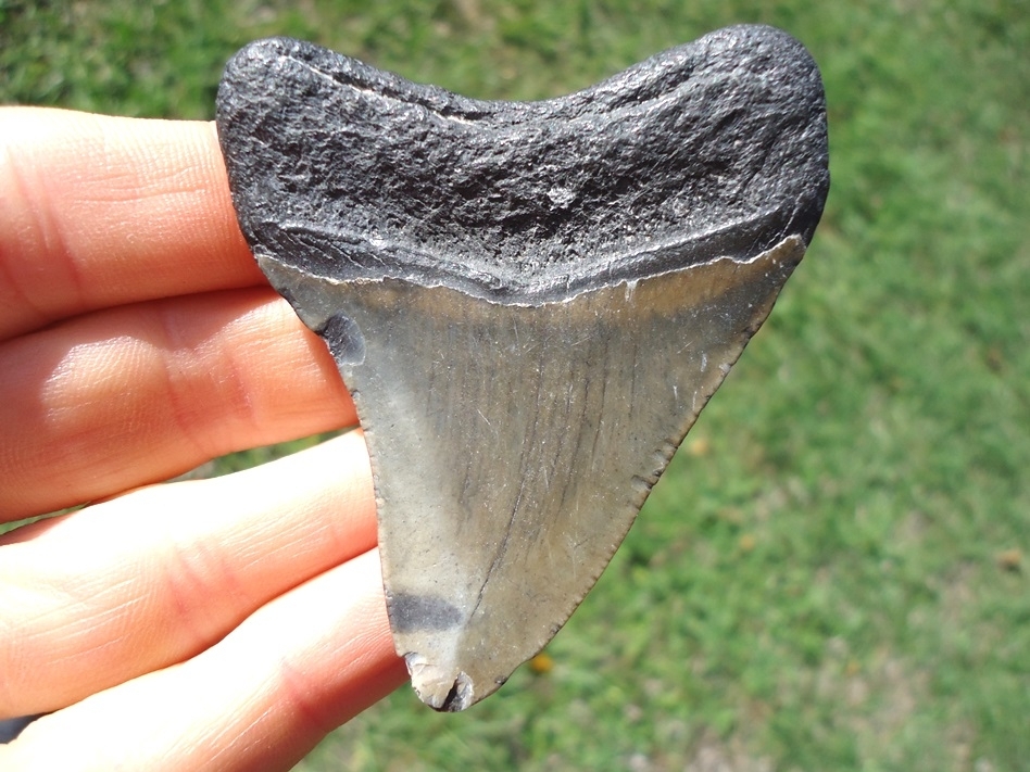 Large image 1 Nice, Wide Megalodon Shark Tooth