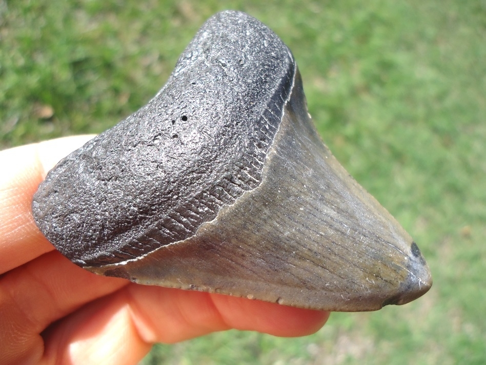 Large image 2 Nice, Wide Megalodon Shark Tooth