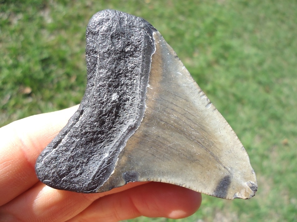 Large image 3 Nice, Wide Megalodon Shark Tooth