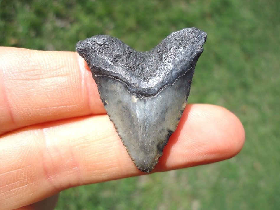 Large image 1 Unique Hubbell Megalodon Shark Tooth