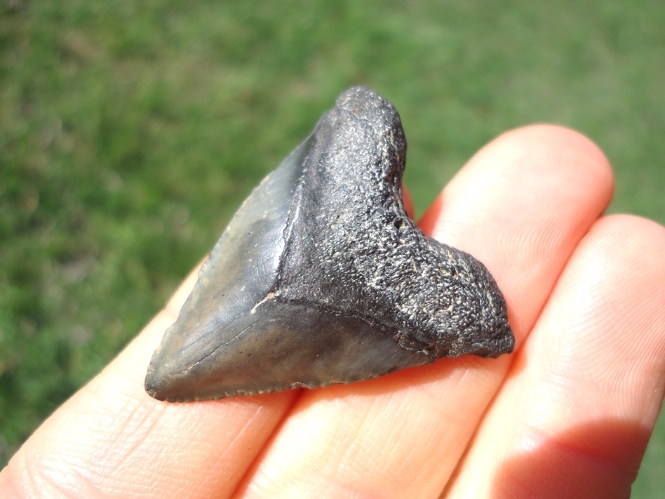 Large image 2 Unique Hubbell Megalodon Shark Tooth