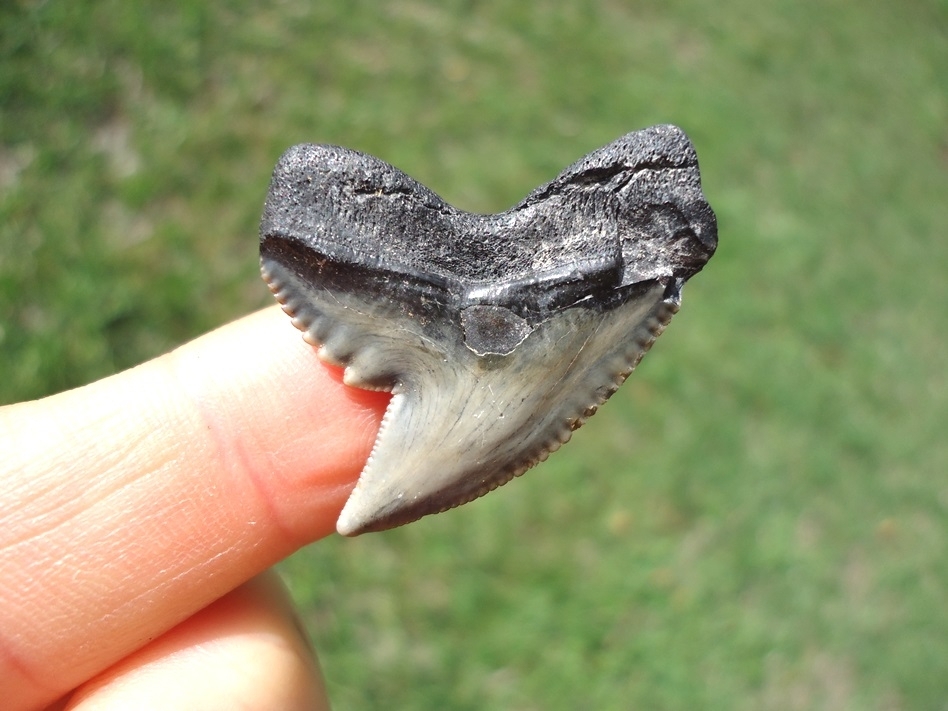 Large image 1 Extra Large 1.29' Tiger Shark Tooth