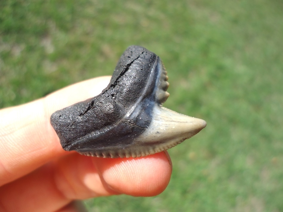 Large image 2 Extra Large 1.29' Tiger Shark Tooth