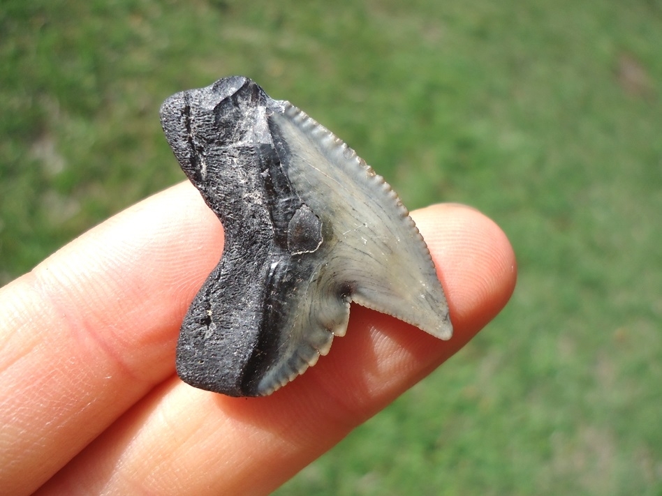 Large image 3 Extra Large 1.29' Tiger Shark Tooth