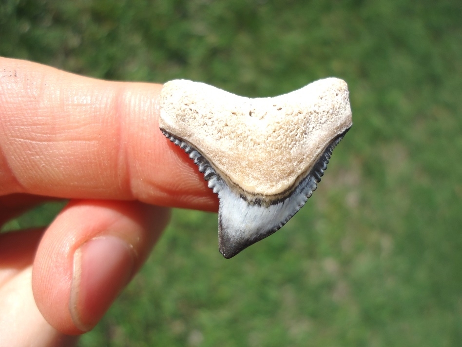 Large image 1 Beautiful Tiger Shark Tooth from Bone Valley