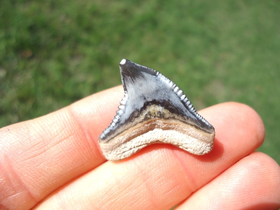 Large image 2 Beautiful Tiger Shark Tooth from Bone Valley