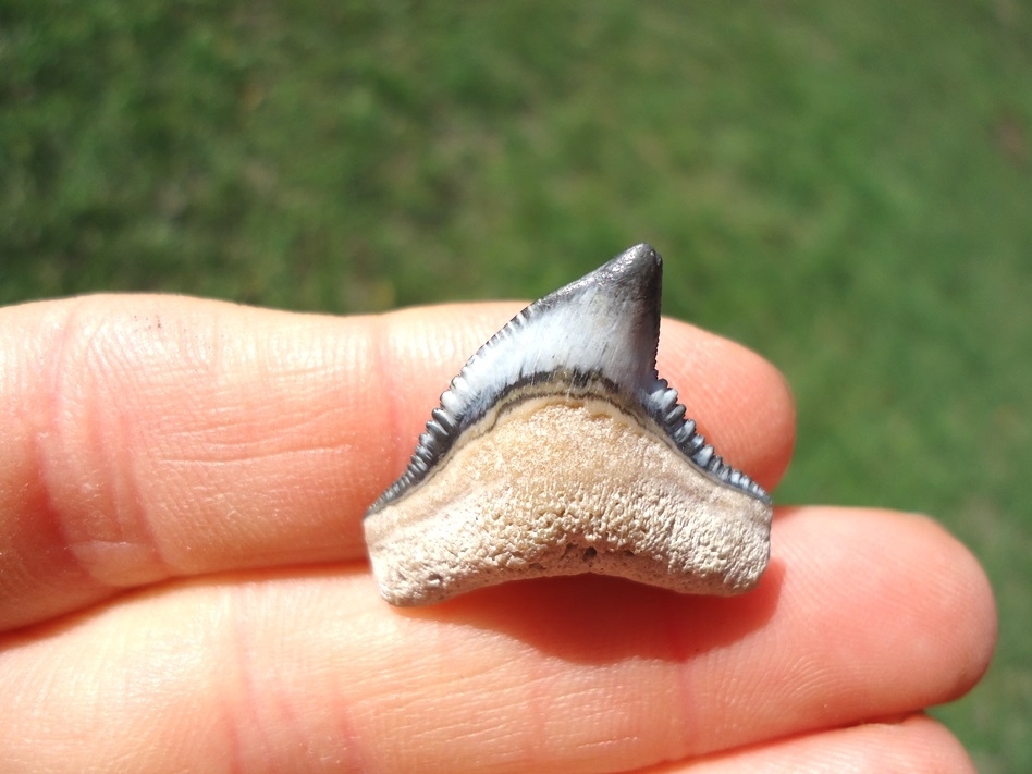 Large image 3 Beautiful Tiger Shark Tooth from Bone Valley