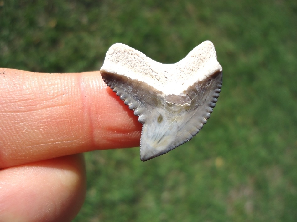 Large image 1 Colorful Tiger Shark Tooth from Bone Valley