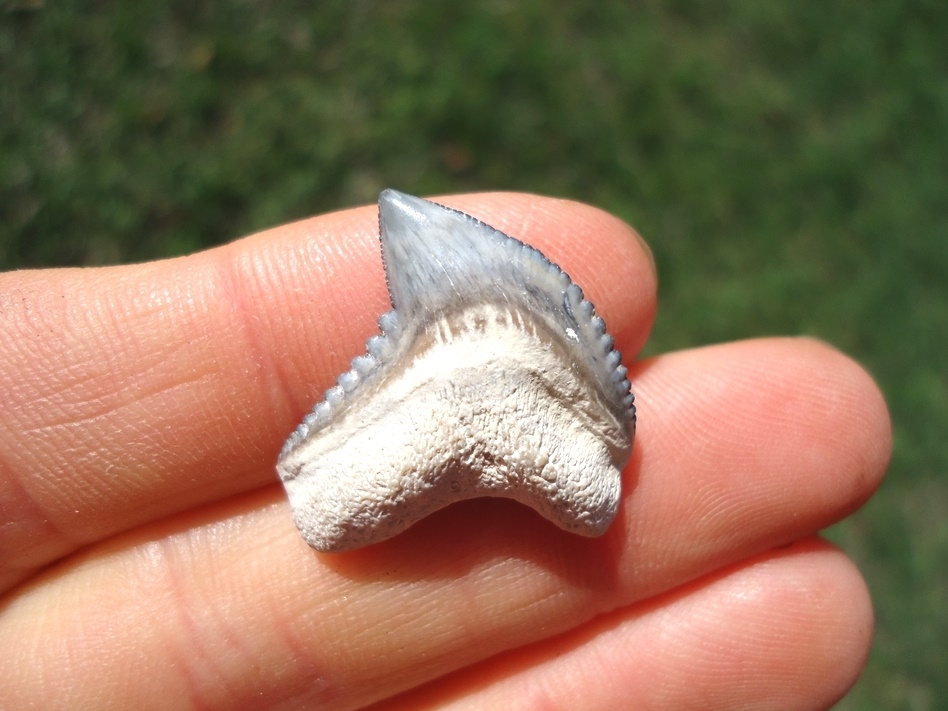 Large image 2 Colorful Tiger Shark Tooth from Bone Valley
