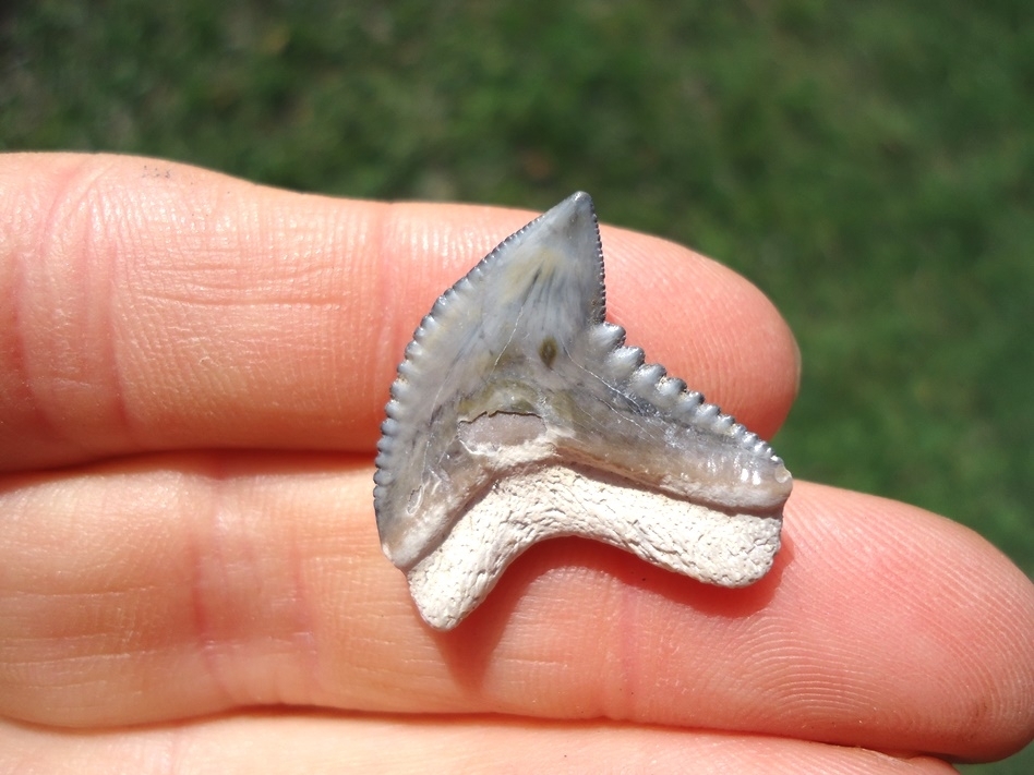 Large image 3 Colorful Tiger Shark Tooth from Bone Valley