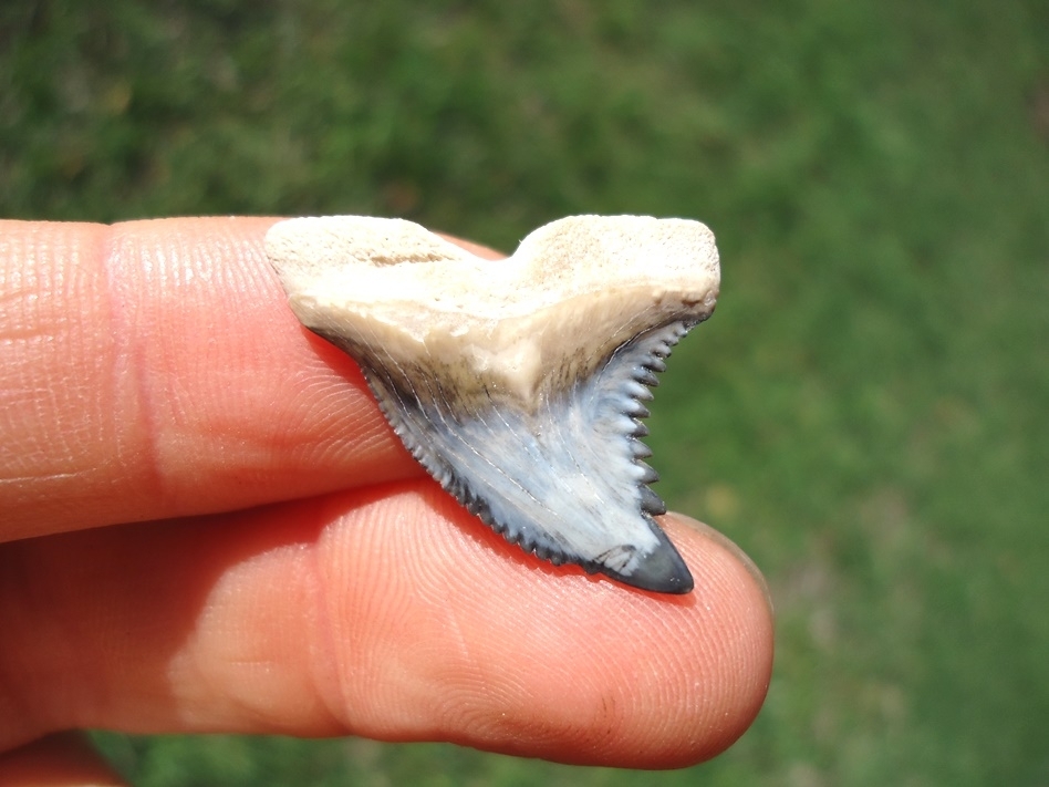 Large image 1 Gorgeous Hemipristis Shark Tooth from Bone Valley
