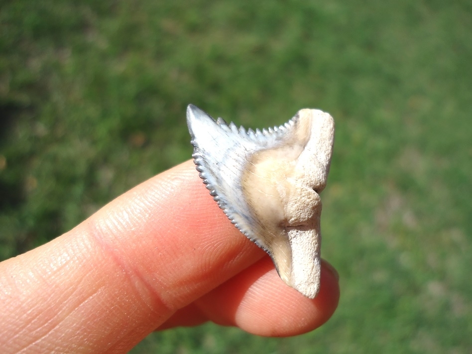 Large image 2 Gorgeous Hemipristis Shark Tooth from Bone Valley