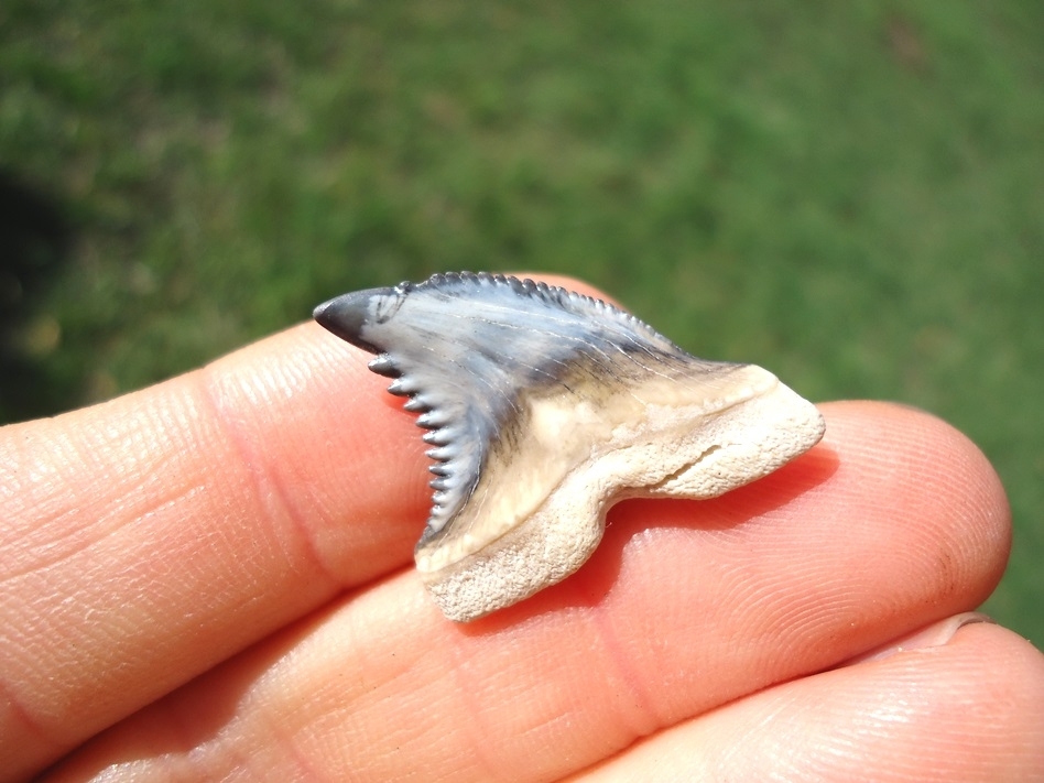 Large image 3 Gorgeous Hemipristis Shark Tooth from Bone Valley