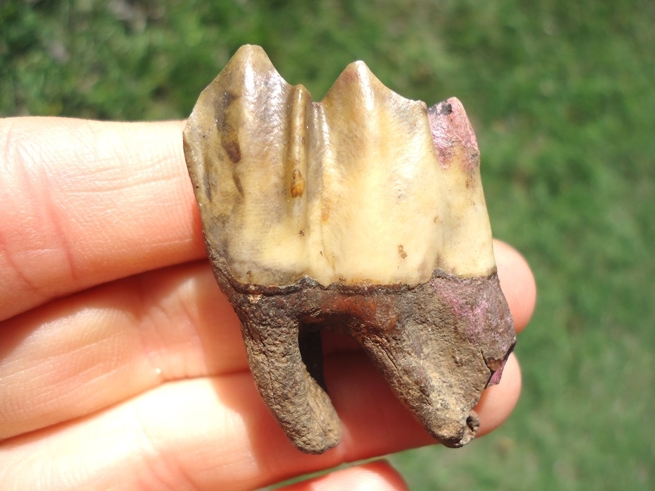 Large image 1 Colorful Rooted Llama Molar