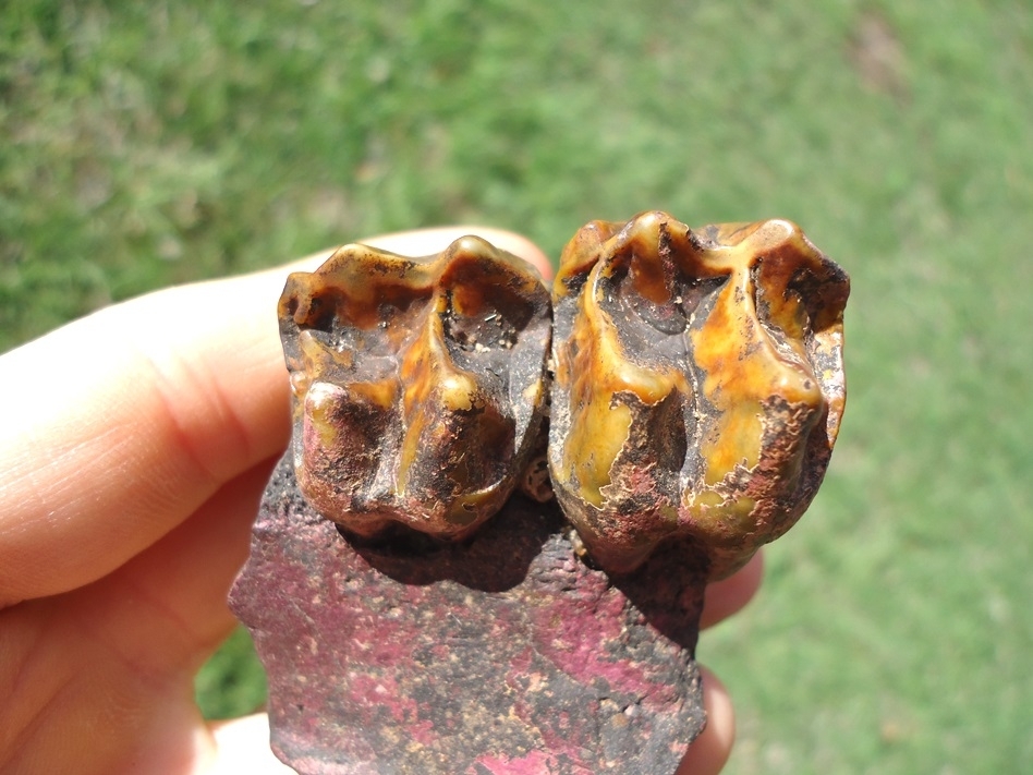 Large image 2 Tapir Maxilla with Two Gorgeous Teeth