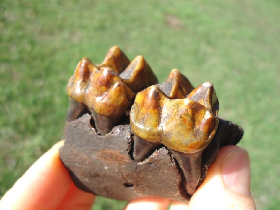 Large image 3 Tapir Maxilla with Two Gorgeous Teeth