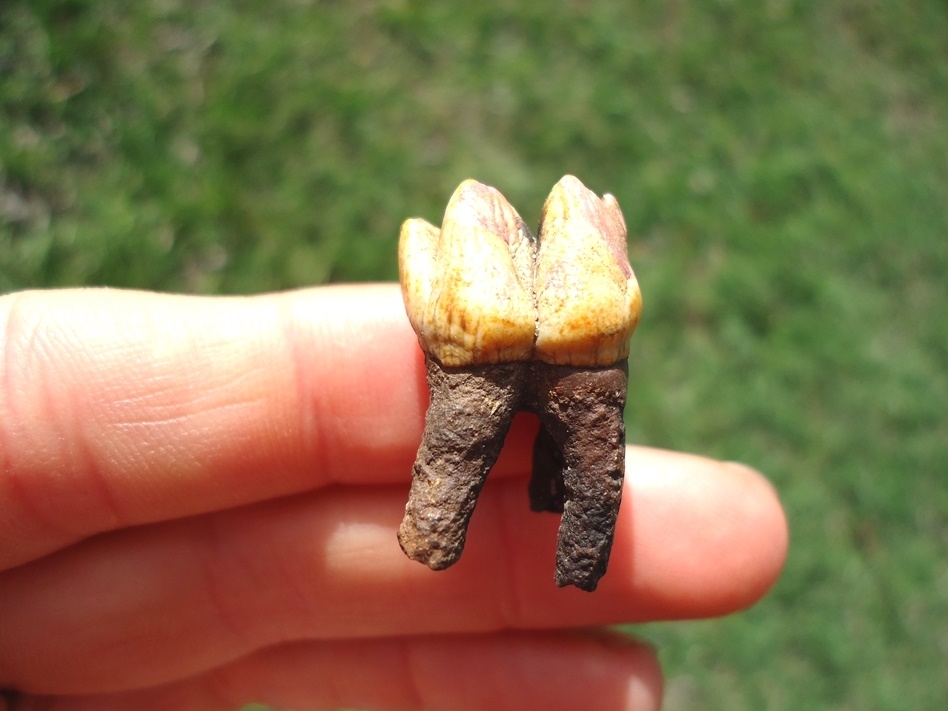 Large image 1 Colorful Rooted Manatee Molar