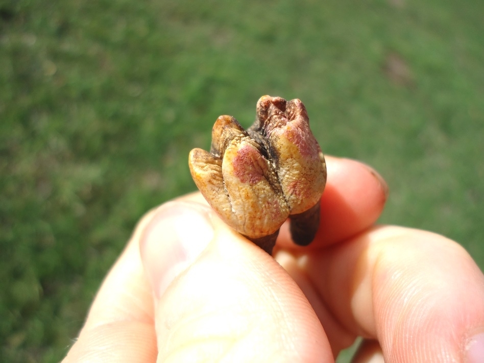 Large image 2 Colorful Rooted Manatee Molar